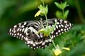 109 Afrikanischer Schwalbenschwanz - Papilio demedocus